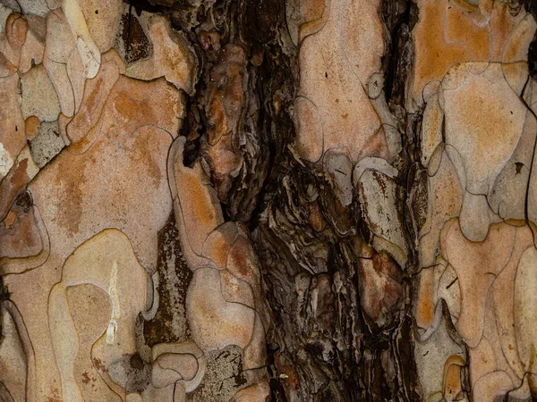 Texture Écorce Arbre Avec Fissure Brun Foncé — Photo