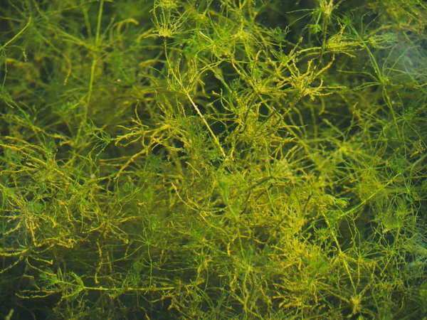 Green underwater plants and grass