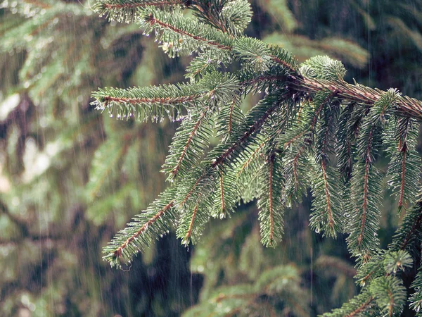 Rain Spruce Branch — Stock Photo, Image