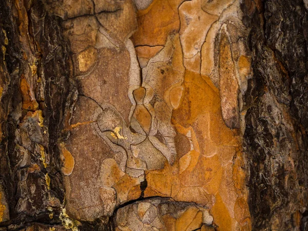 Bela Árvore Marrom Casca Textura Fotos De Bancos De Imagens