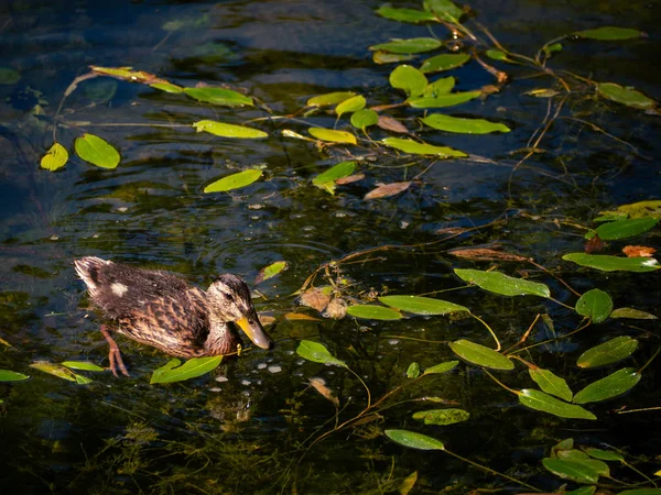 Маленькая Утка Плавает Пруду Покрытом Листьями — стоковое фото