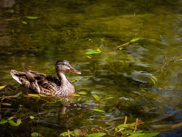 Krásné Divoké Kachny Plavání Zelené Jezero — Stock fotografie
