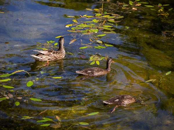 Yaban Ördekleri Yüzme Dalış Küçük Bir Birikintisi — Stok fotoğraf