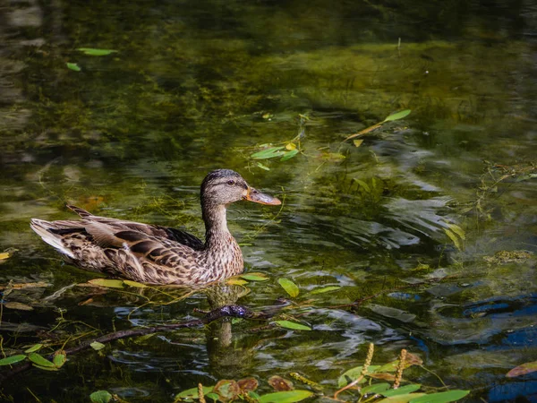 Güzel Vahşi Kadın Ördek Yeşil Havuz Yüzme — Stok fotoğraf