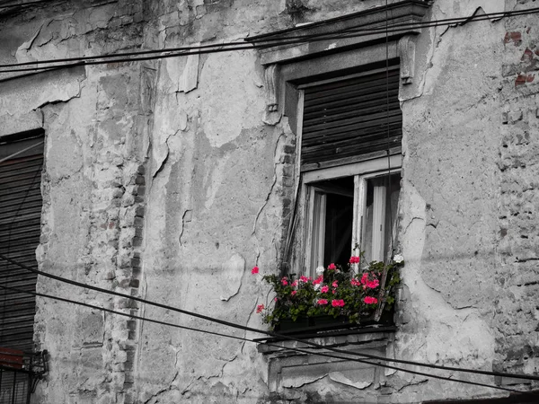 Αρκετά Κόκκινα Λουλούδια Ένα Παράθυρο Ένα Παλιό Σπίτι — Φωτογραφία Αρχείου
