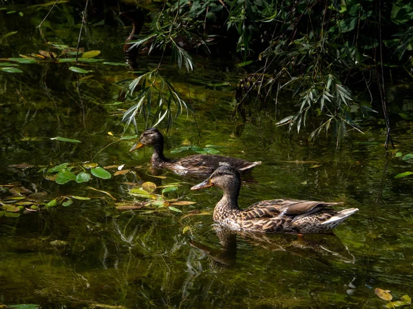 Dvě Kachny Mírumilovně Plavání Rybníce — Stock fotografie