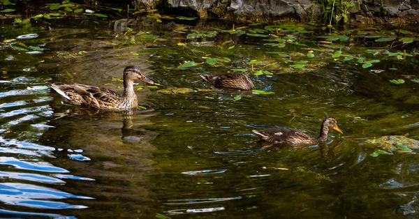 Tři Krásné Kačenky Plavání Potápění Mírové Rybníka — Stock fotografie