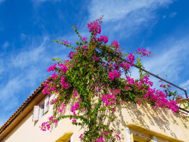 Bougainvillea çiçek evin kenarında büyüyen büyük çalı