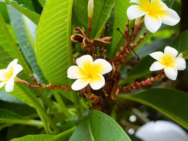 Plumeria — 스톡 사진