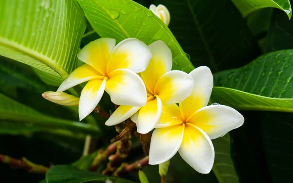 Plumeria — 스톡 사진