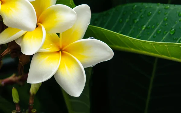 Plumeria — 스톡 사진