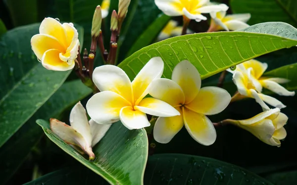 Fiori Plumeria Gialli Sotto Pioggia Gocce Pioggia Petali Foglie — Foto Stock