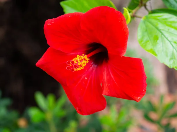 Schöner Roter Chinesischer Hibiskus Nahaufnahme — Stockfoto