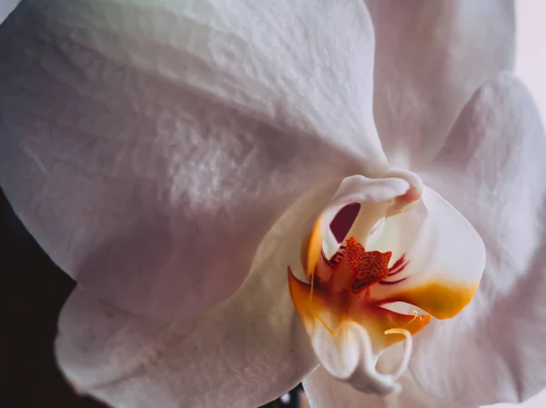 White Orchid Extreme Closeup Shot Fall Colors — Stock Photo, Image