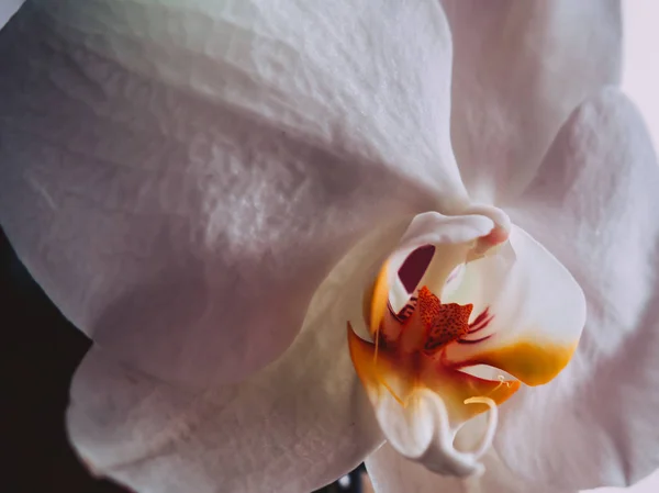 Beyaz Orkide Aşırı Closeup Çekim Sonbahar Renkleri — Stok fotoğraf