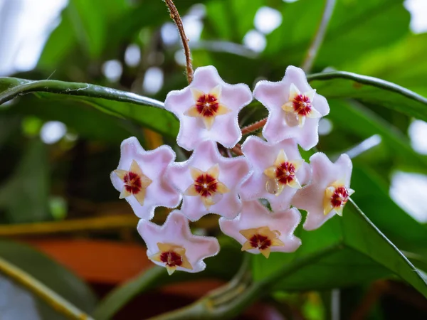 Hoya Carnosa の小さな星の形の花の束 — ストック写真