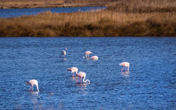 Grupa Flamingów Żywienie Piękne Jezioro Niebieski — Zdjęcie stockowe