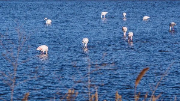 Grupa Biała Flamingów Błękitne Jezioro — Zdjęcie stockowe