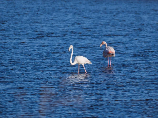 Young Flamingos Standing Blue Lake — Stock Photo, Image