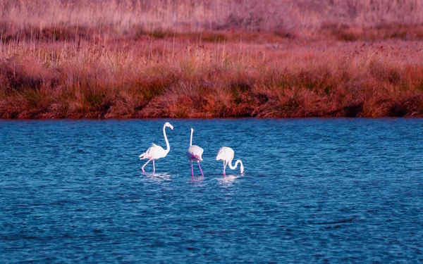 Beaux Trois Jeunes Flamants Roses — Photo