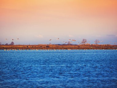 Gün batımında mavi göl üzerinde uçan flamingolar