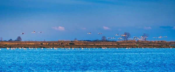 Flamingów Przelatujących Nad Jeziorkiem Niebieski Pełen Łabędzie — Zdjęcie stockowe