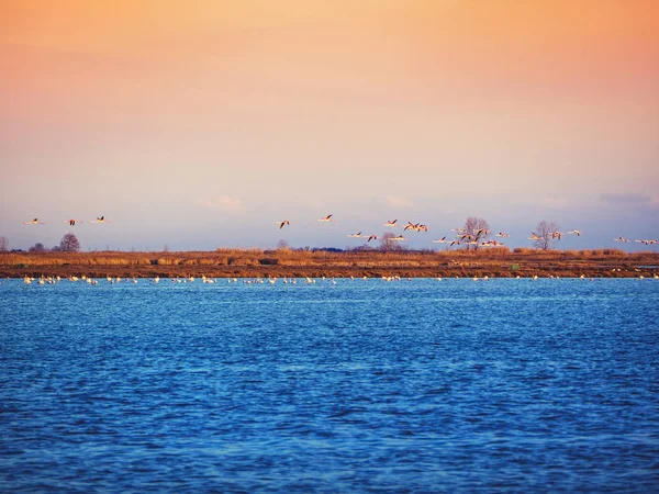 日落时在蓝色湖面上飞行的火烈鸟 — 图库照片