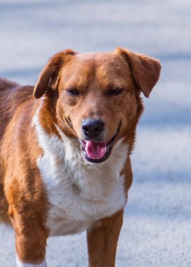 Serin gülümseyen turuncu sokak köpeği