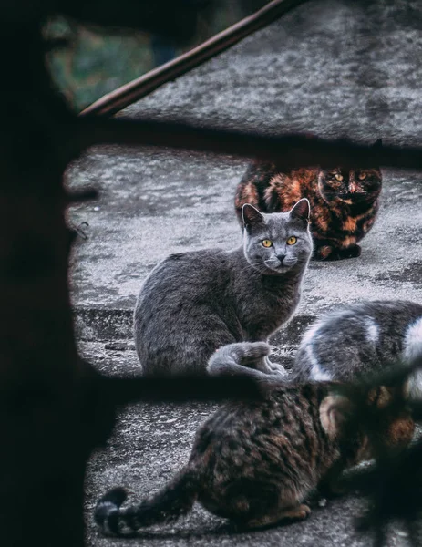 Piękne Cztery Koty Rosyjski Niebieski Kot Pięknymi Żółtymi Oczami — Zdjęcie stockowe