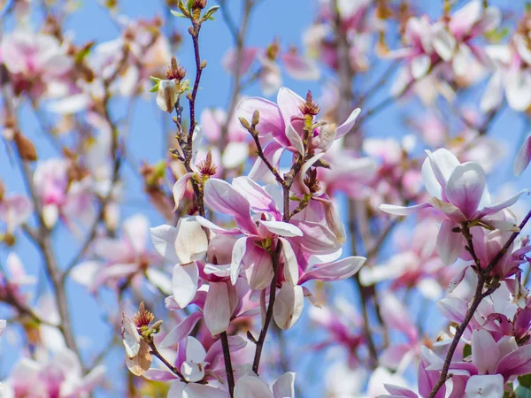 Parlak Japon manolya ağacı çiçekleri