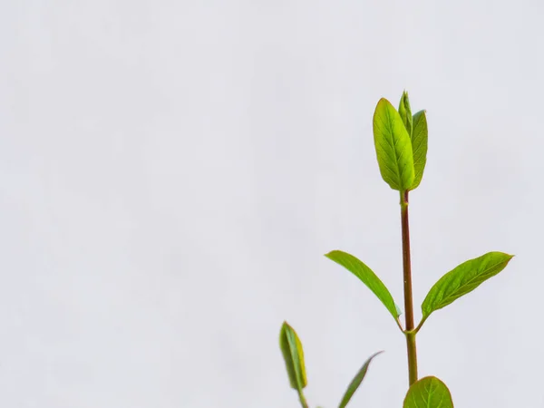 Fresca Planta Jovem Verde Fundo Branco — Fotografia de Stock