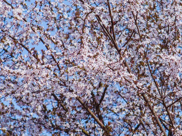 Canopy Árvore Plena Florescimento Cheio Doces Flores Brancas Minúsculas — Fotografia de Stock