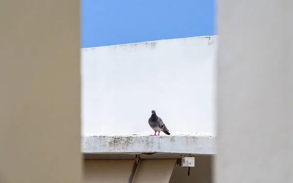 Pigeon Solitaire Sur Toit Blanc — Photo