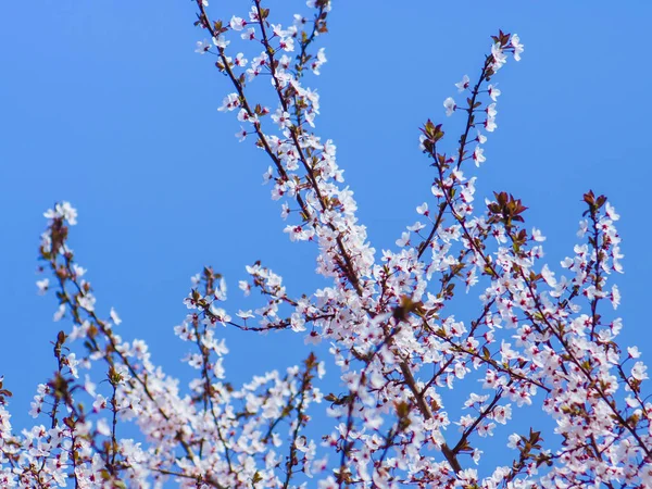 Tam bahar çiçek bir ağaç üzerinde küçük beyaz çiçekler