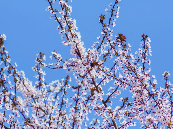 Tam bahar çiçek Ağaç - güzel küçük beyaz çiçekler