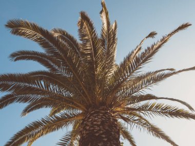 Aşağıda görülen bir palmiye ağacının büyük gölgeliği