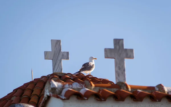 Gaivota Telhado Uma Pequena Igreja Entre Duas Cruzes — Fotografia de Stock