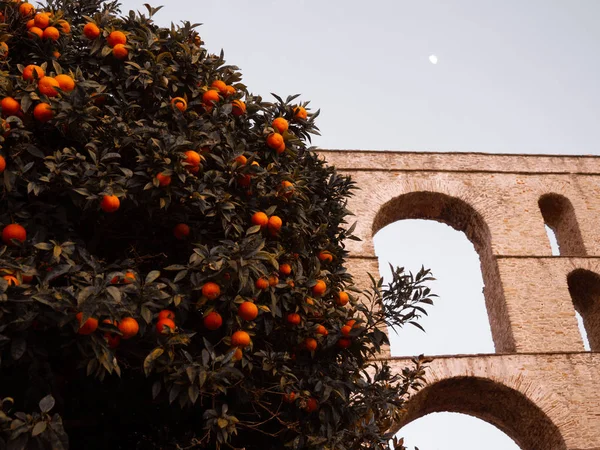 Oranžový Strom Plný Plodů Před Starověkým Římským Akvaduktu — Stock fotografie