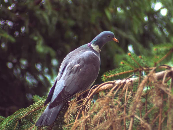 Beau Pigeon Bois Debout Sur Une Branche Épinette — Photo