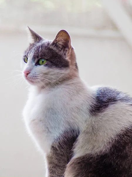 Красивая Серо Белая Кошка Зелеными Глазами Розовым Носом — стоковое фото