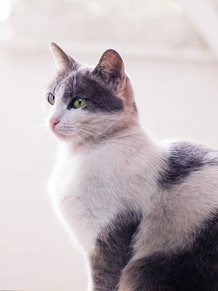 Белый Серый Кот Симпатичными Зелеными Глазами — стоковое фото