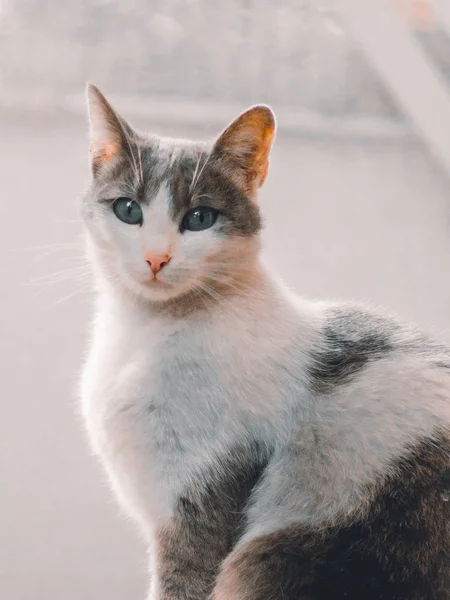 Красивая Кошка Серой Белой Шерстью Темно Зелеными Глазами — стоковое фото
