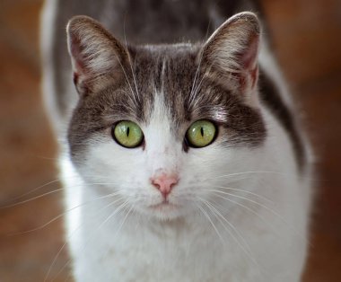 Parlak yeşil gözlü güzel gri beyaz kedi.