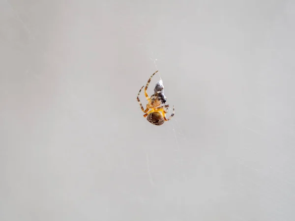 小さなオレンジ色のクモをキャッチし フライを繭 — ストック写真