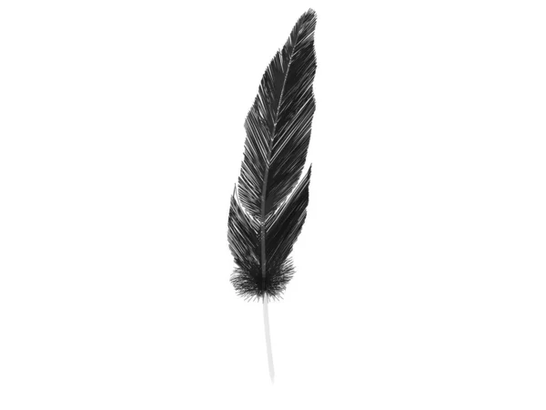 透明茎上的黑鸟羽毛 — 图库照片