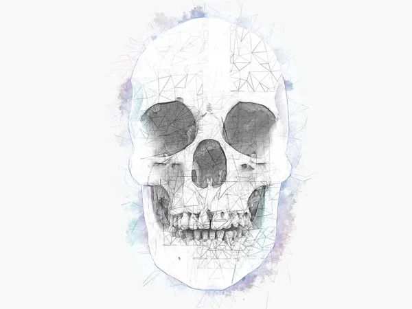 Human Skull Water Color Technical Pencil Drawing — Stock Photo, Image