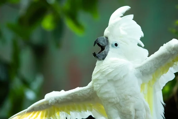Exited white cockatoo excitedly flapping his wings and swinging his head as if putting on an opera singing performance in the greenery of a tropical forest. Dubai, UAE.