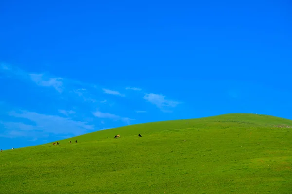 Łąka z pięknym niebieskim tle nieba z przestrzeni kopiowania — Zdjęcie stockowe