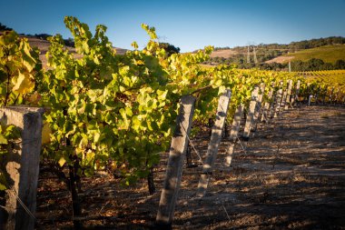 Orta Kaliforniya'da bir üzüm bağı