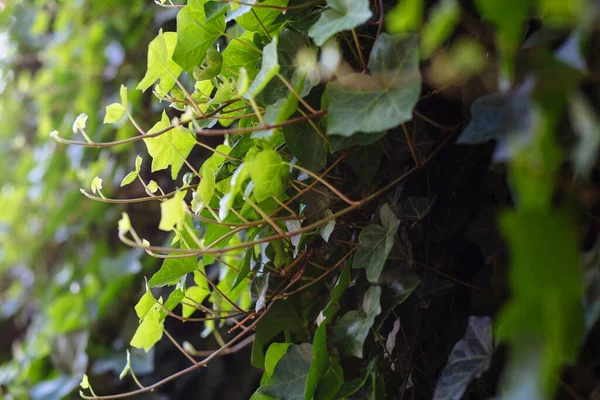 Juicy green young twigs and ivy leaves lit by sun weathered wall. Eco background.
